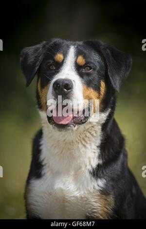 Mehr Swiss Mountain Dog Portrait Stockfoto