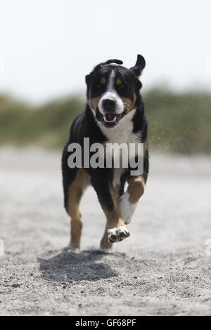 laufen mehr Schweizer Sennenhund Stockfoto