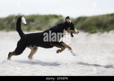 laufen mehr Schweizer Sennenhund Stockfoto