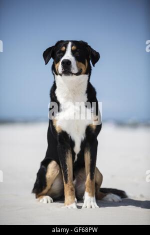 sitzen mehr Schweizer Sennenhund Stockfoto