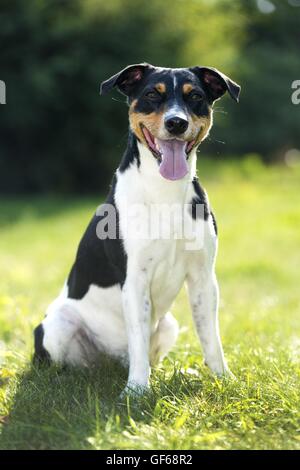 Jack Russell Terrier auf der Wiese Stockfoto