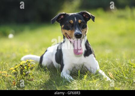 Jack Russell Terrier auf der Wiese Stockfoto