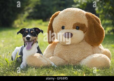 Jack Russell Terrier auf der Wiese Stockfoto