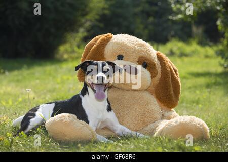 Jack Russell Terrier auf der Wiese Stockfoto