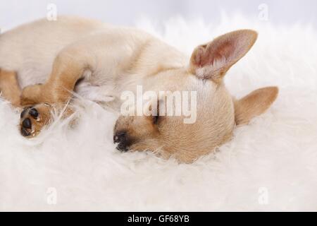 schlafen junge Chihuahua Stockfoto