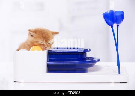 British Kurzhaar Kätzchen schlafen Stockfoto