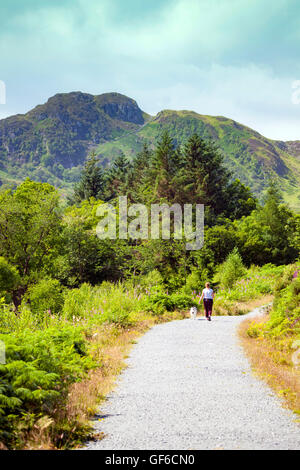 Hündin Walker walking Hunde auf dem Weg der umgibt Llyn oder See Crafnant in Snowdonia National Park. Wales, Großbritannien Stockfoto