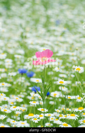 Papaver Rhoeas wahre Shirley Mohn und Anthemis Arvensis / Mais Kamillenblüten in eine Wildblumenwiese Stockfoto