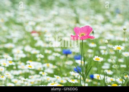Papaver Rhoeas wahre Shirley Mohn und Anthemis Arvensis / Mais Kamillenblüten in eine Wildblumenwiese Stockfoto
