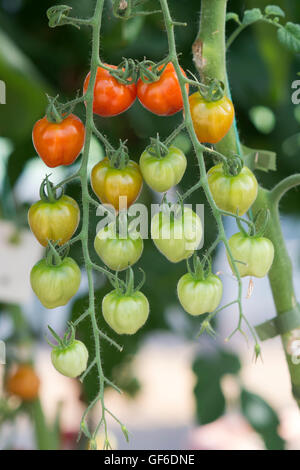 Solanum Lycopersicum. Tomate "Berry" Hybrid Reifung am Rebstock Stockfoto
