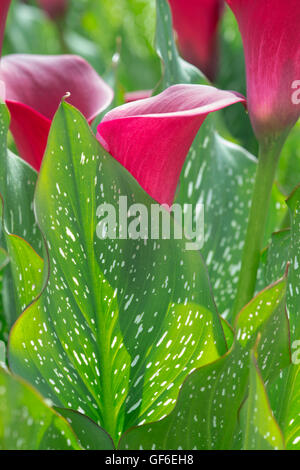 Zantedeschia Kapitän Sidney. Calla Lily / Arum Lilie Stockfoto