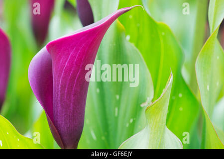 Zantedeschia, Saigon. Calla Lilie/Arum lily Flower im Sommer ing. Stockfoto