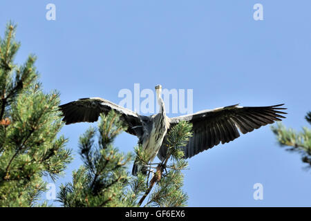 Graue Reiher (Ardea Cinerea) im Kiefer. Nationalpark Plesheevo See, Jaroslawl, Russland Stockfoto