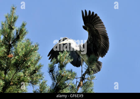 Graue Reiher (Ardea Cinerea) im Kiefer. Nationalpark Plesheevo See, Jaroslawl, Russland Stockfoto