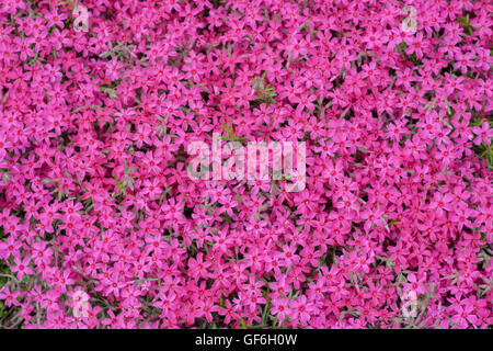 Rosa Phlox subulata Stockfoto