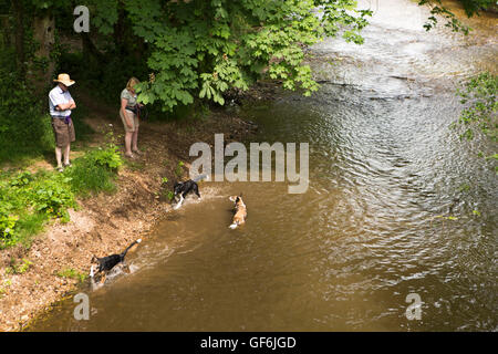 Großbritannien, England, Devon, Honiton, Hunde Abkühlung der Fischotter bei alten ford Stockfoto