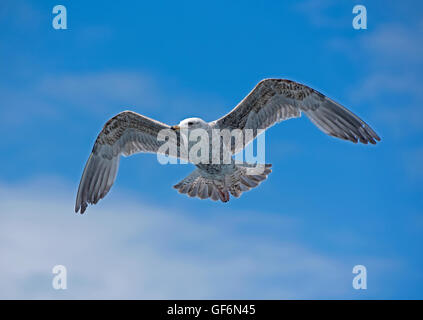 Unreife Silbermöwe im Flug Loch Na Keal, Mull. Schottland. VEREINIGTES KÖNIGREICH.  SCO 10.955 Stockfoto