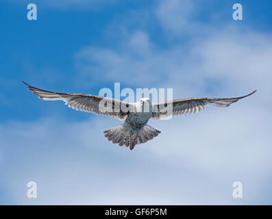 Unreife Silbermöwe im Flug Loch Na Keal, Mull. Schottland. VEREINIGTES KÖNIGREICH.  SCO 10.962. Stockfoto