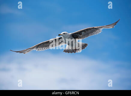 Unreife Silbermöwe im Flug Loch Na Keal, Mull. Schottland. VEREINIGTES KÖNIGREICH.  SCO 10.969. Stockfoto