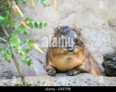 Ein Felsen Hyrax (Procavia Capensis), in Gefangenschaft.  Zoo von Calgary, Calgary, Alberta, Kanada. Stockfoto