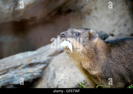 Ein Felsen Hyrax (Procavia Capensis), in Gefangenschaft.  Zoo von Calgary, Calgary, Alberta, Kanada. Stockfoto