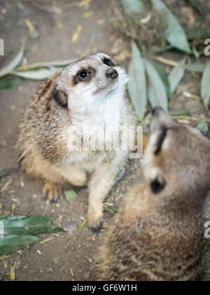 Ein paar Erdmännchen (Suricata Suricatta), in Gefangenschaft im Zoo von Calgary in Calgary, Alberta, Kanada. Stockfoto