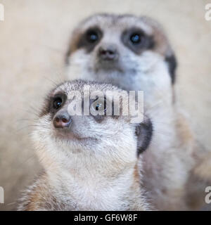 Ein paar Erdmännchen (Suricata Suricatta), in Gefangenschaft im Zoo von Calgary in Calgary, Alberta, Kanada. Stockfoto