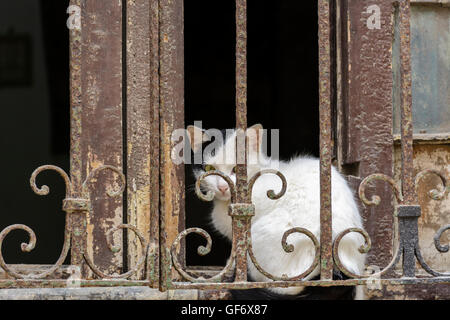 Eine schwarze und weiße Katze späht durch das Geländer eines Fensters in Zentral-Havanna (Centro Habana), Havanna, Kuba Stockfoto