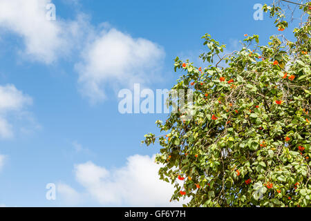 Tropischer Baum mit roten Blüten Stockfoto