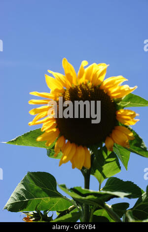 Sonnenblume im Sonnenlicht Stockfoto