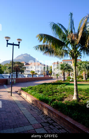 Palmen auf dem Campus der Universität Stellenbosch, Südafrika Stockfoto