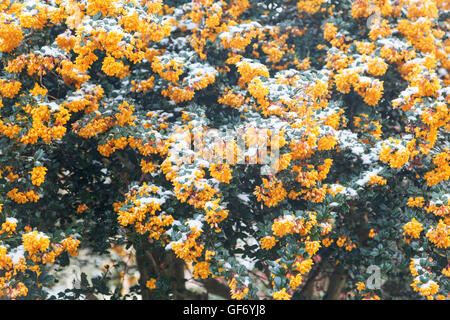 Ende April Schnee auf Pyracantha (Feuerdorn) Orangenbaum in Blume in UK Garten Stockfoto