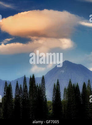 Norfolk Island Pines und Berge mit Sonnenaufgang. Kauai, Hawaii Stockfoto