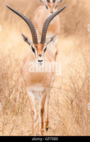 Grants Gazelle im Ngorongoro Crater, Tansania, Afrika Stockfoto