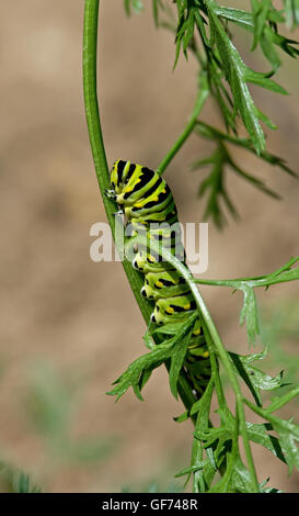 Schwarzen Schwalbenschwanz-Raupe auf Karotte Blatt. Stockfoto