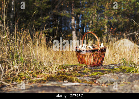 Frisch gepflückten Pilze in den Korb. Die Ernte. Füllung mit Pfifferlinge. Starten Sie ein gesundes Leben. Ernährung. Stockfoto