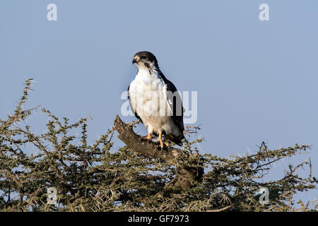 Tansania, Ngorongoro Krater, Augur Bussard Buteo augur Stockfoto