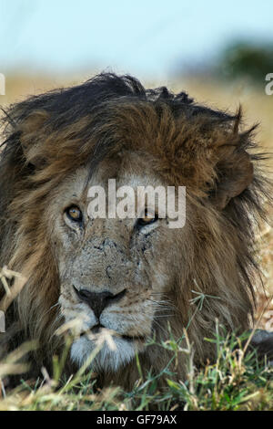 Tansania, Serengeti NP, Lion, Panthera leo Stockfoto