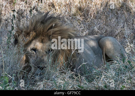 Tansania, Serengeti NP, Lion, Panthera leo Stockfoto
