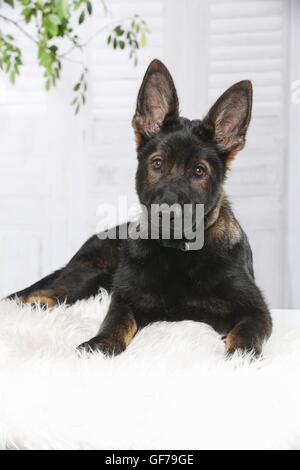 junge osteuropäische Schäferhund Stockfoto