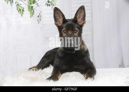 junge osteuropäische Schäferhund Stockfoto
