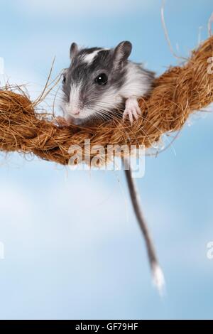 Mongolische Rennmaus Stockfoto