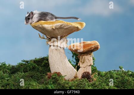 Mongolische Rennmaus Stockfoto