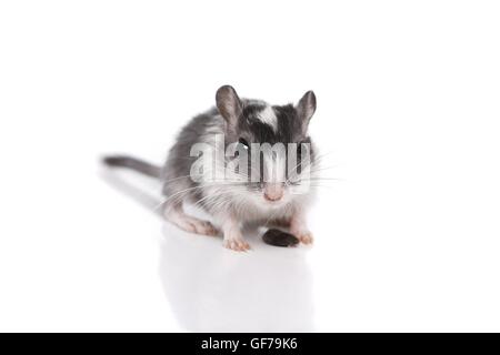 Mongolische Rennmaus Stockfoto