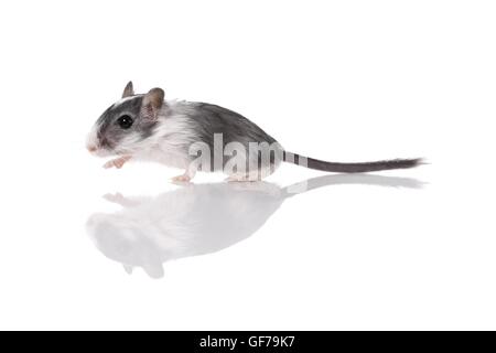 Mongolische Rennmaus Stockfoto