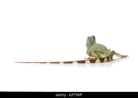 Asiatische Wasserdrache Stockfoto