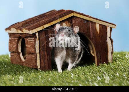 ausgefallene Ratte Stockfoto