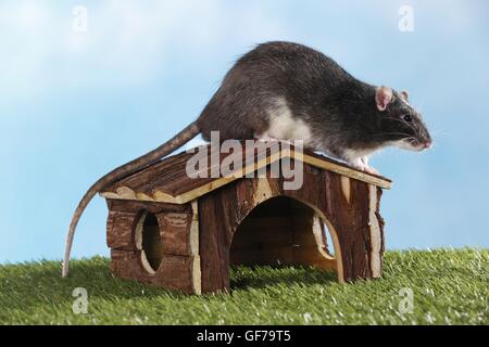 ausgefallene Ratte Stockfoto