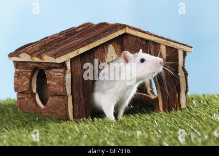 ausgefallene Ratte Stockfoto