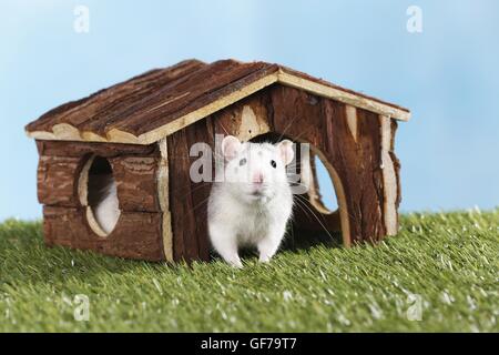 ausgefallene Ratte Stockfoto